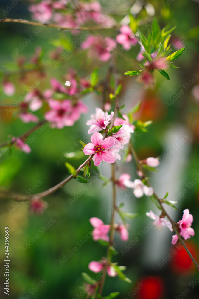 Flowering spring trees with a blurred background