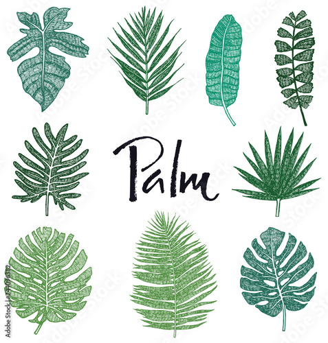 Set of Green Palm leaves Hand drawing Isolated object Sketch style
