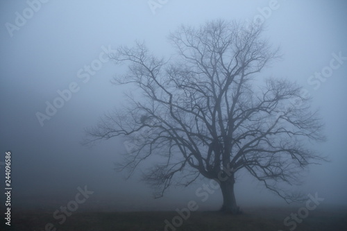 Tree in mist. Misty morning. Winter misty mornig.