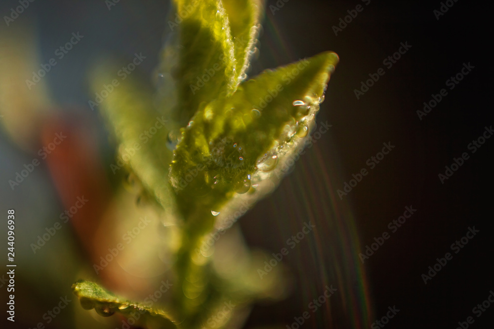 Drops of rain water on green leaf glow in sun. Inspirational natural floral spring or summer garden or park under soft sunlight and blurred bokeh background. Ecology fresh nature landscape wallpaper Drops of rain water on green leaf glow in sun. Inspirational natural floral spring or summer garden or park under soft sunlight and blurred bokeh background. Ecology fresh nature landscape wallpaper