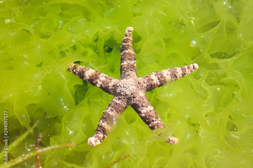 red starfish on stone and fresh green seaweed
