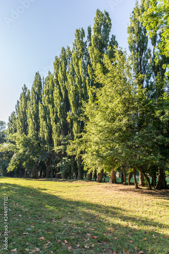 Morning in summer park