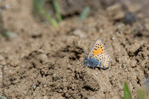 Anadolu Gelinciği / Tomares nogelii / Anatolian Vernal Copper 