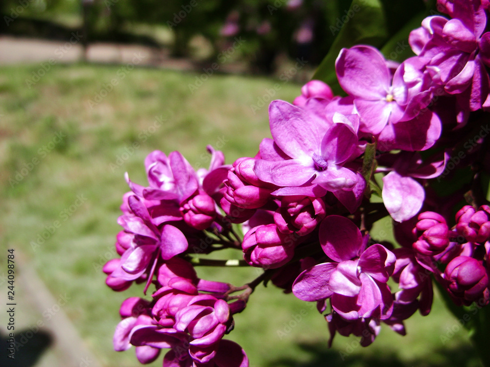 Obraz premium Flowers of lilac lilac on a wet background. Macro. Spring branch of blossoming lilac
