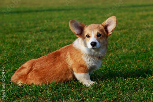 Dog breed Welsh Corgi Pembroke