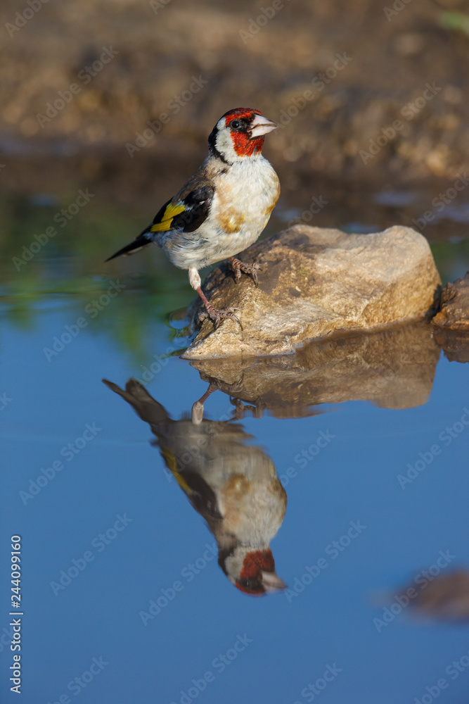 Fototapeta premium Goldfinch (Carduelis carduelis).