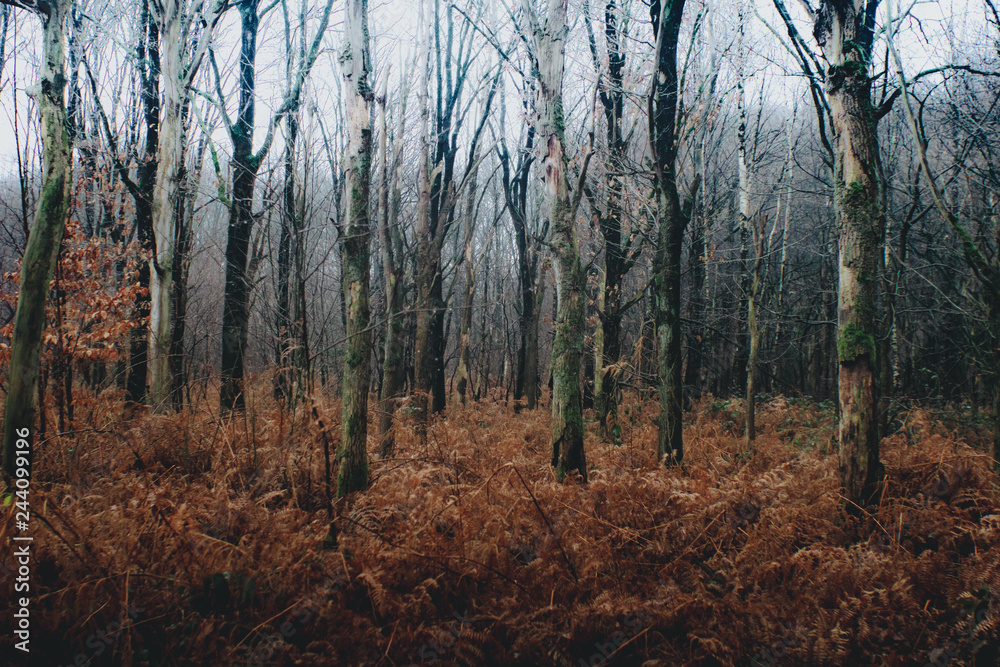 Fototapeta premium forest in autumn