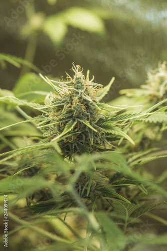 young marijuana crystallized flowering buds in jungle