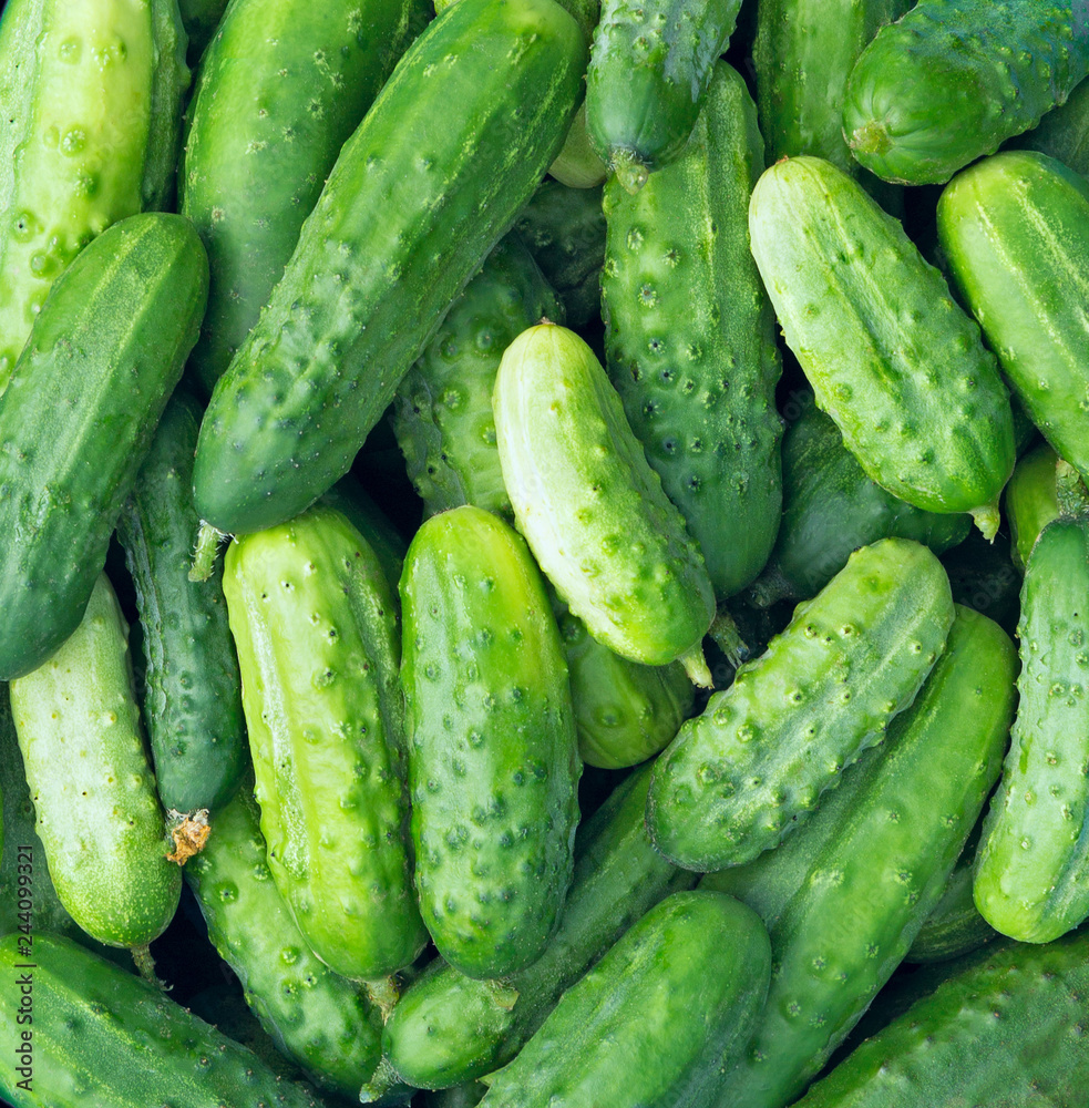 Cucumbers as a food background texture. Picked crop of cucumber. Cucumbers as a food background texture. Picked crop of cucumber.