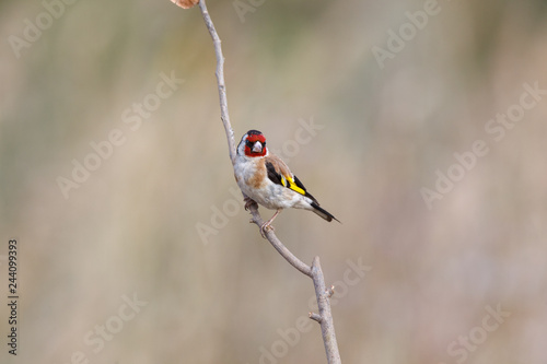 Goldfinch (Carduelis carduelis). © fotoparus