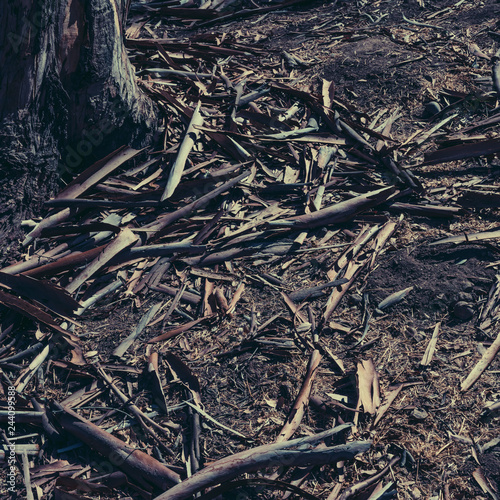 roots of a tree