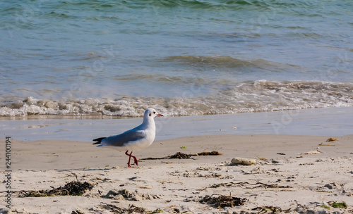 Seagull on the beach near Carnac, France , France Brittany