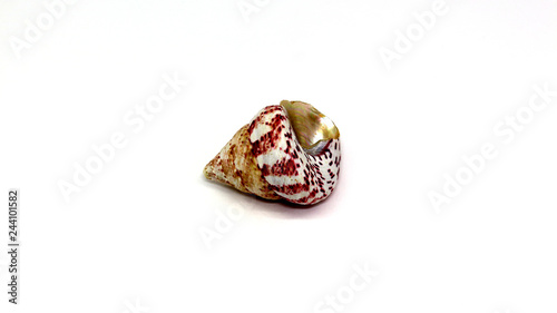 shell from the beach on white background, isolated