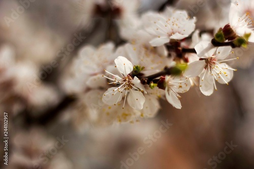white flowers of a cherry tree