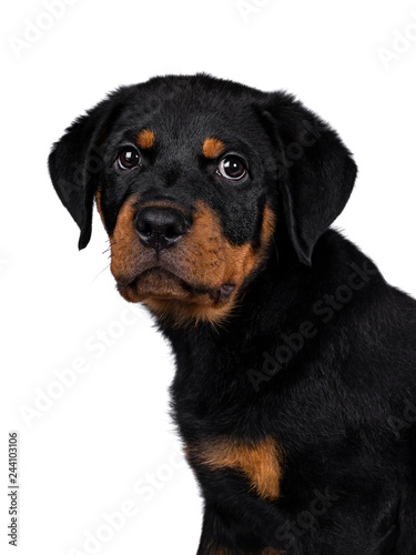 Head shot of cute Rottweiler dog puppy sitting side ways and looking straight at lens with dark sweet eyes. Isolated on white background.