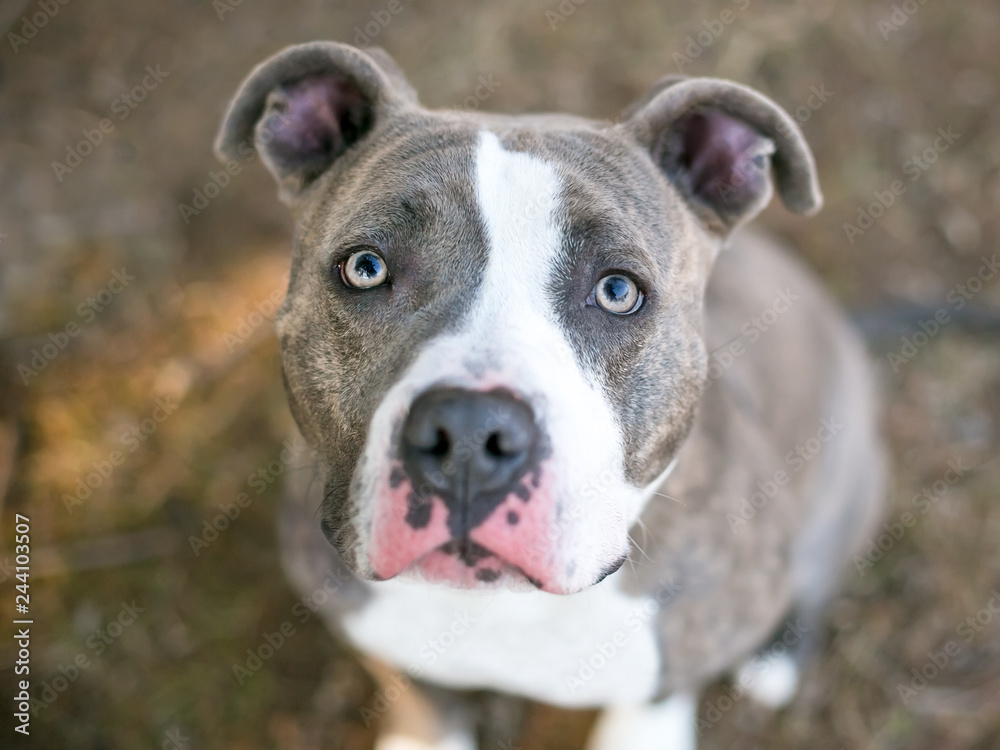 A gray and white Pit Bull Terrier mixed breed dog sitting and looking up at the camera