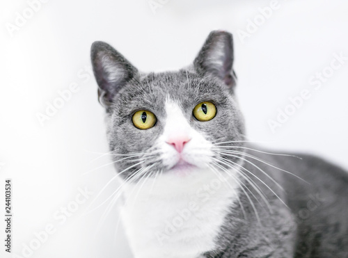 A gray and white domestic shorthair cat with its ear tipped, indicating that it has been spayed or neutered and vaccinated