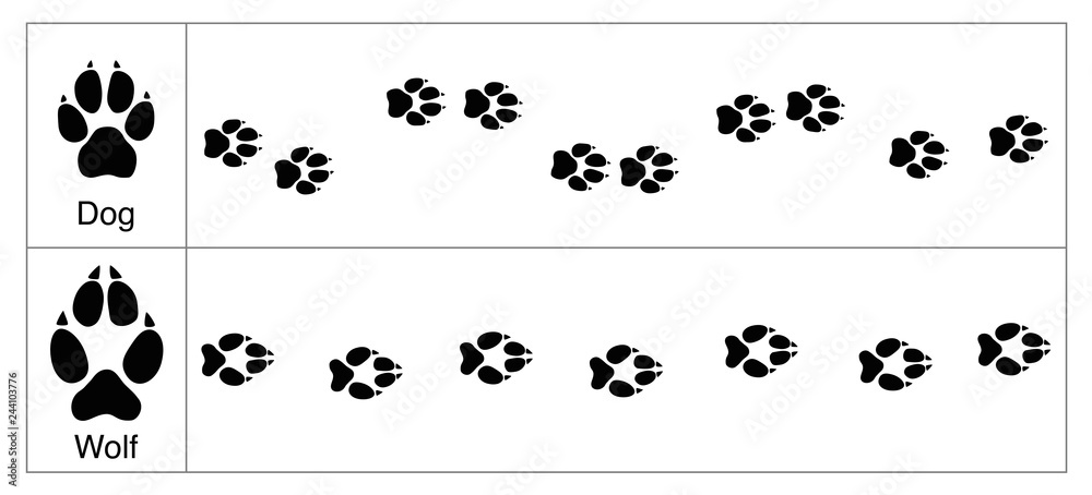 Wolf and dog tracks by comparison. Round and smaller tracks of dogs and oval bigger ones of wolves - isolated vector illustration on white background.
