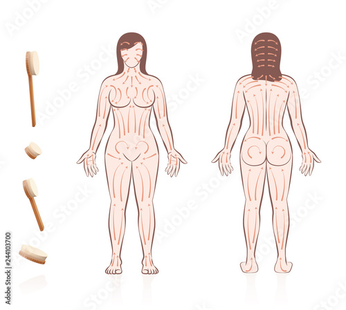 Body skin brushing. Dry skin brushing with directions of brush strokes. Health and beauty treatment for skincare and massage, and to stimulate the blood circulation. Nude woman, front and back view.
