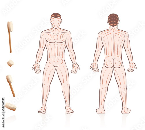 Body skin brushing. Dry skin brushing with directions of brush strokes. Health and beauty treatment for skincare and massage, and to stimulate the blood circulation. Nude man, front and back view. 