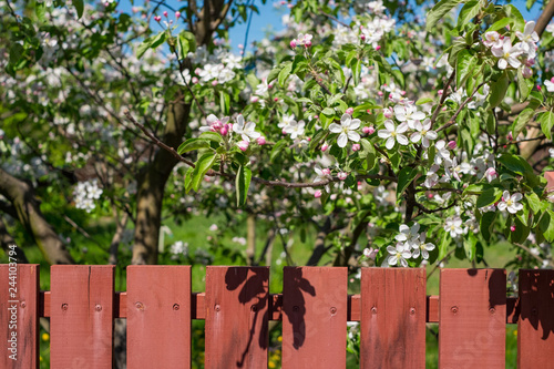 Red wooden fence with a view on an apple garden