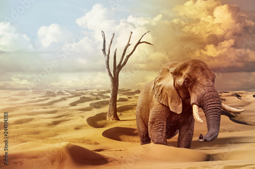 Canvas Print elephant on surreal desert