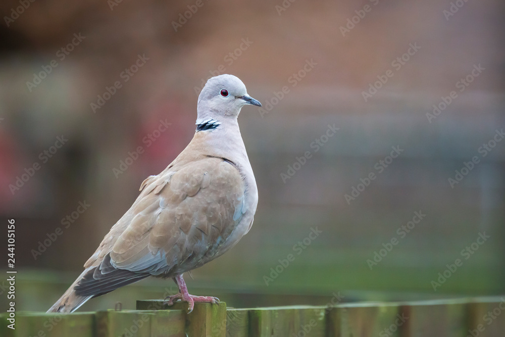 Fototapeta premium Eurasian collared dove Streptopelia decaocto perched closeup