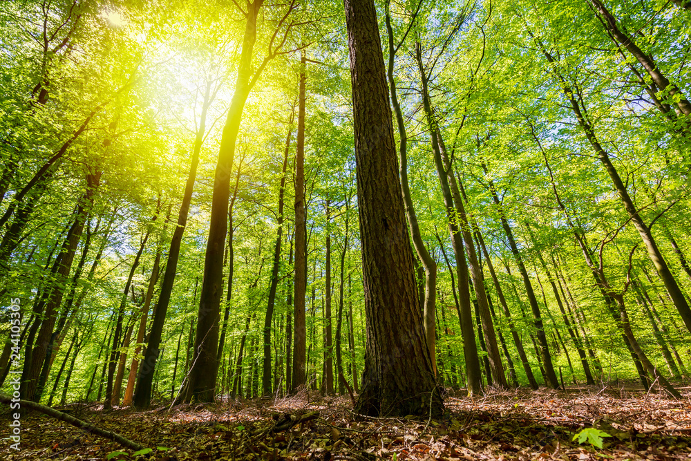 Obraz premium Forest in Summer. Green leaves and sunlight effect through the branches.