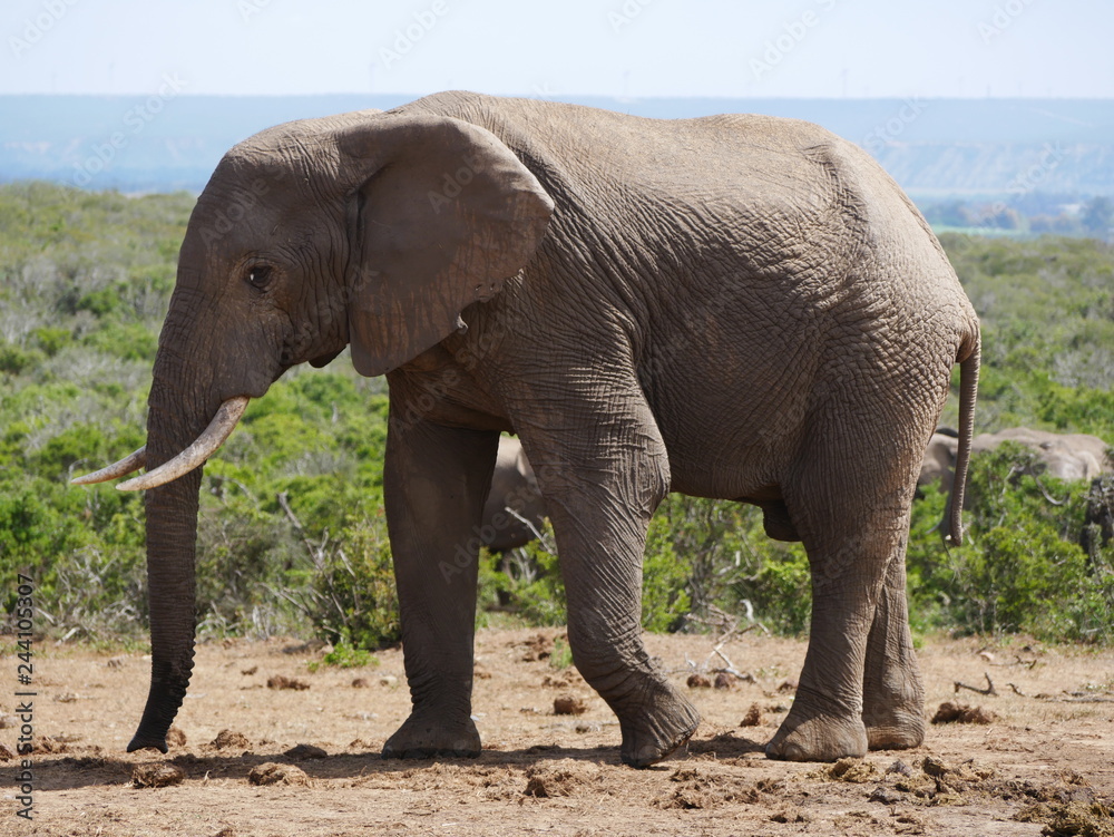 Obraz premium Elefant