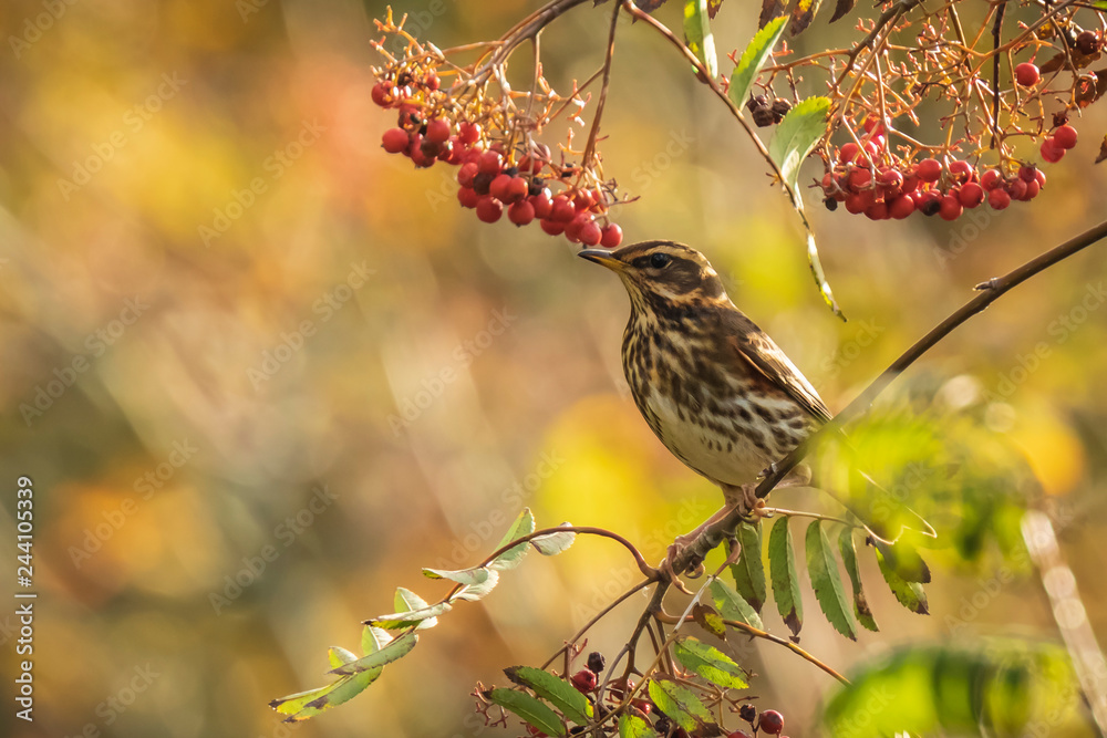 Redwing Turdus iliacus bird, eating berries in a forest Redwing Turdus iliacus bird, eating berries in a forest