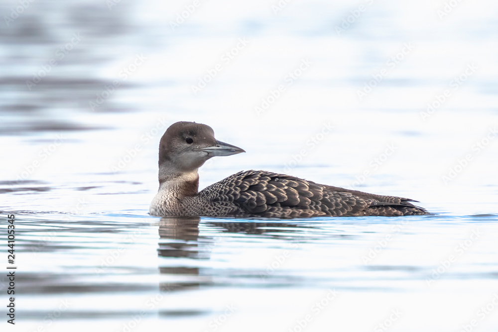 Fototapeta premium Common or great northern loon Gavia immer hunting and eating crayfish