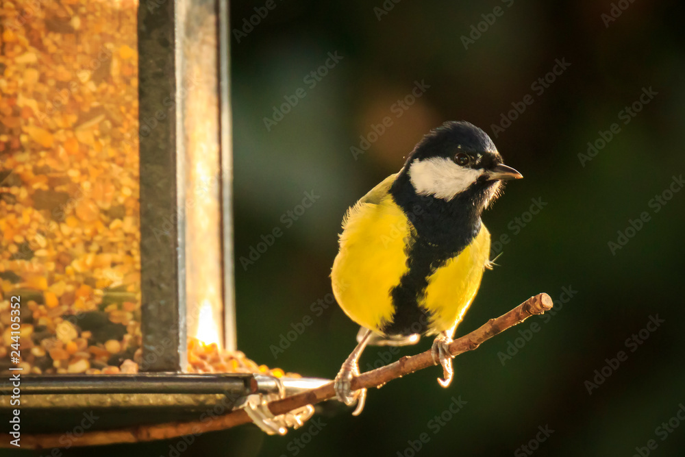 Obraz premium Parus major Great tit bird eating of a birdfeeder
