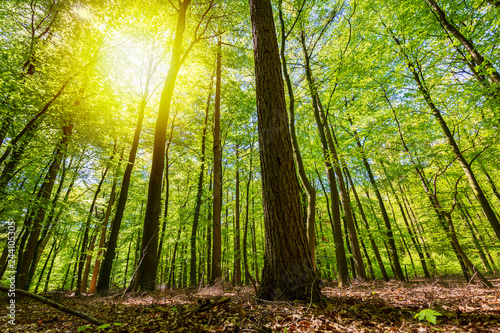 Forest in Summer. Green leaves and sunlight effect through the branches.