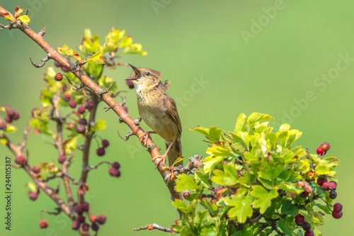 Singing Common Grasshopper warbler bird Locustella naevia in search for a mate during spring season photo