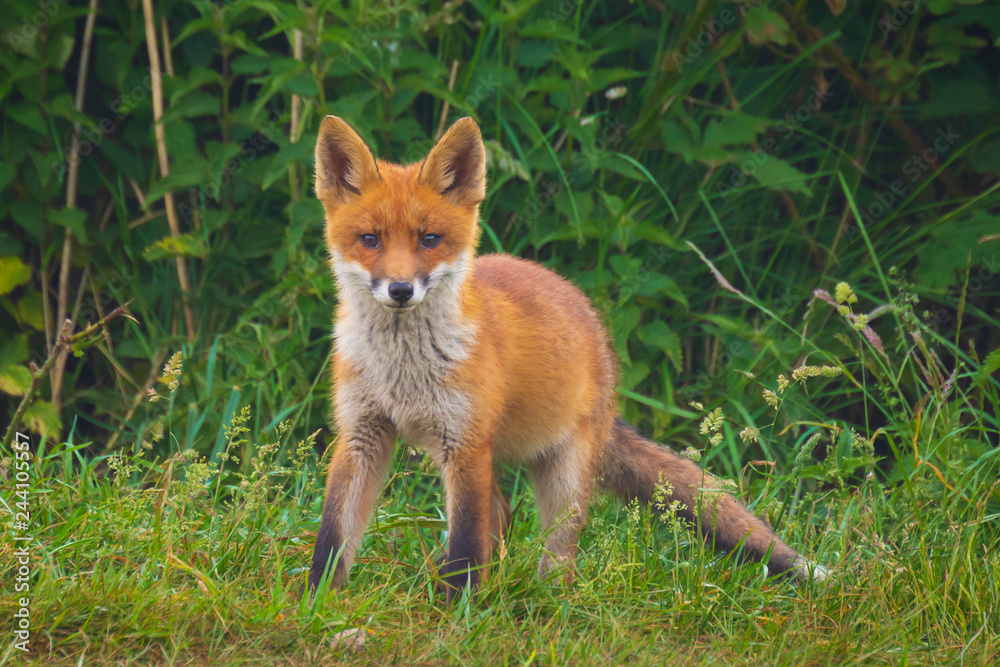 Wild red fox cub, vulpes vulpes, playing in front of nest