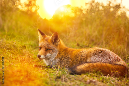 Wild red fox Vulpes Vulpes evening sunset © Sander Meertins