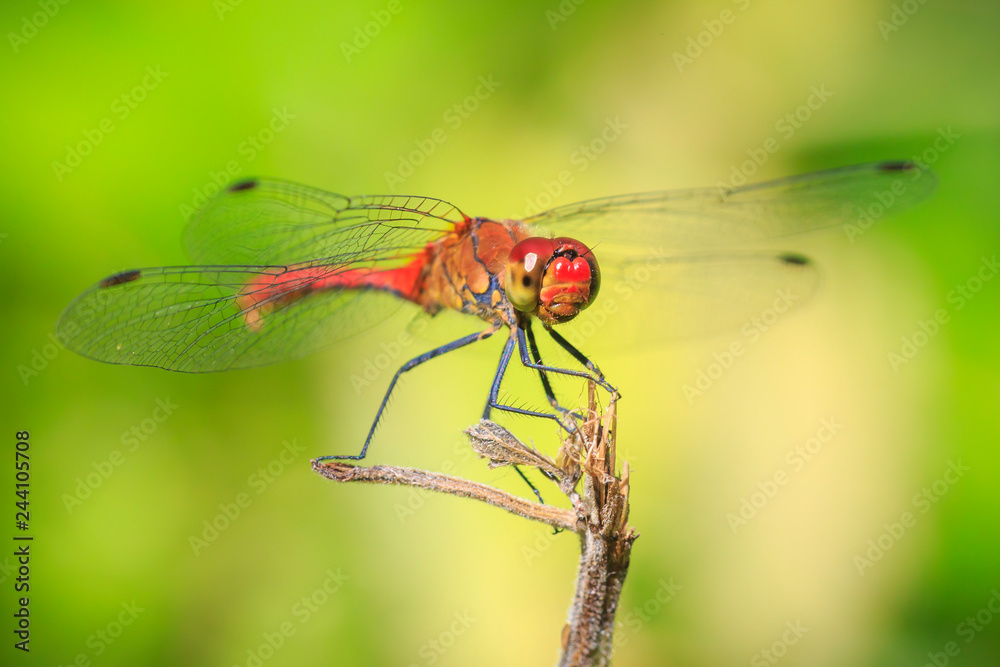 Closeup of a male red colored Ruddy darter (Sympetrum sanguineum) resting in sunlight in a meadow Closeup of a male red colored Ruddy darter (Sympetrum sanguineum) resting in sunlight in a meadow