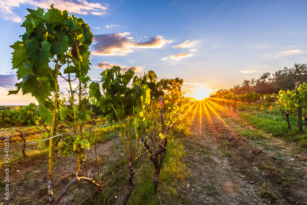 Naklejka premium Sunset at a idyllic vineyard at the farmland of Istria, Croatia.
