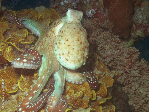Canvastavla Big Red Octopus (Octopus rubescens)