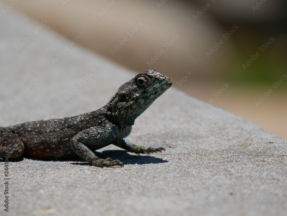 Obraz premium Eidechse