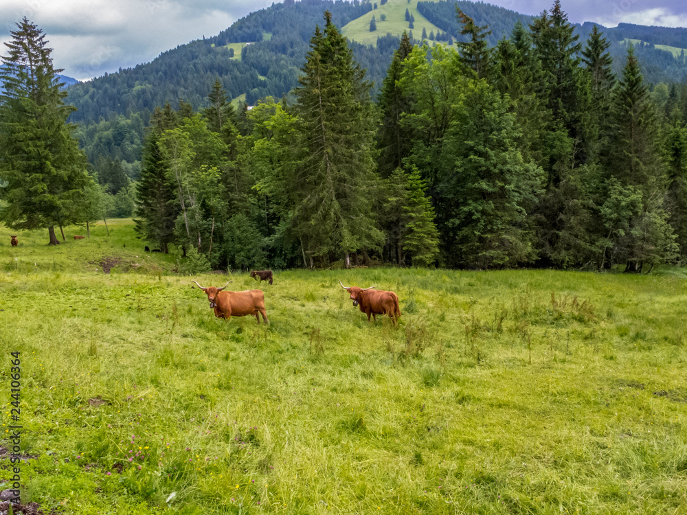 Highland cattle in an Alpine pasture in the Allgaeu Alps near Balderschwang, Bavaria, Germany