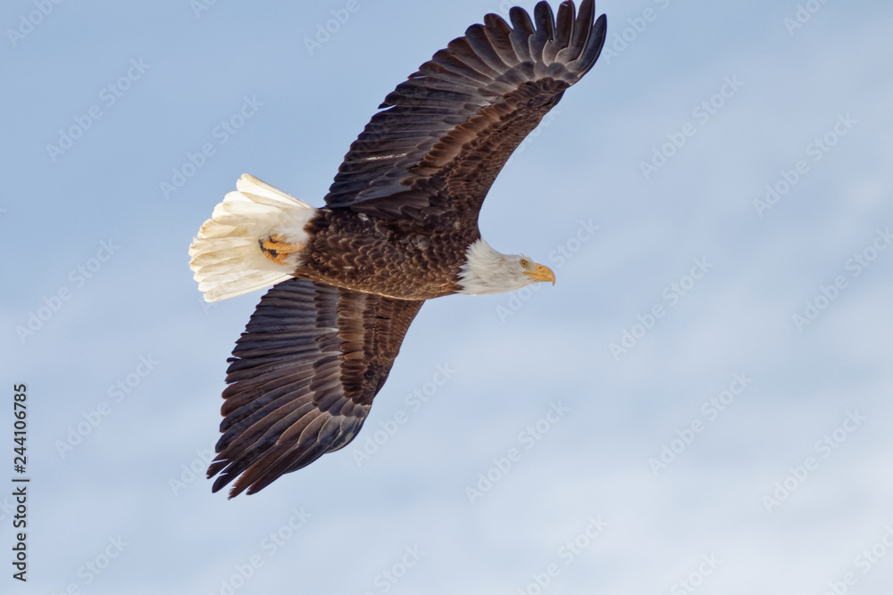 Obraz premium Flying Eagle