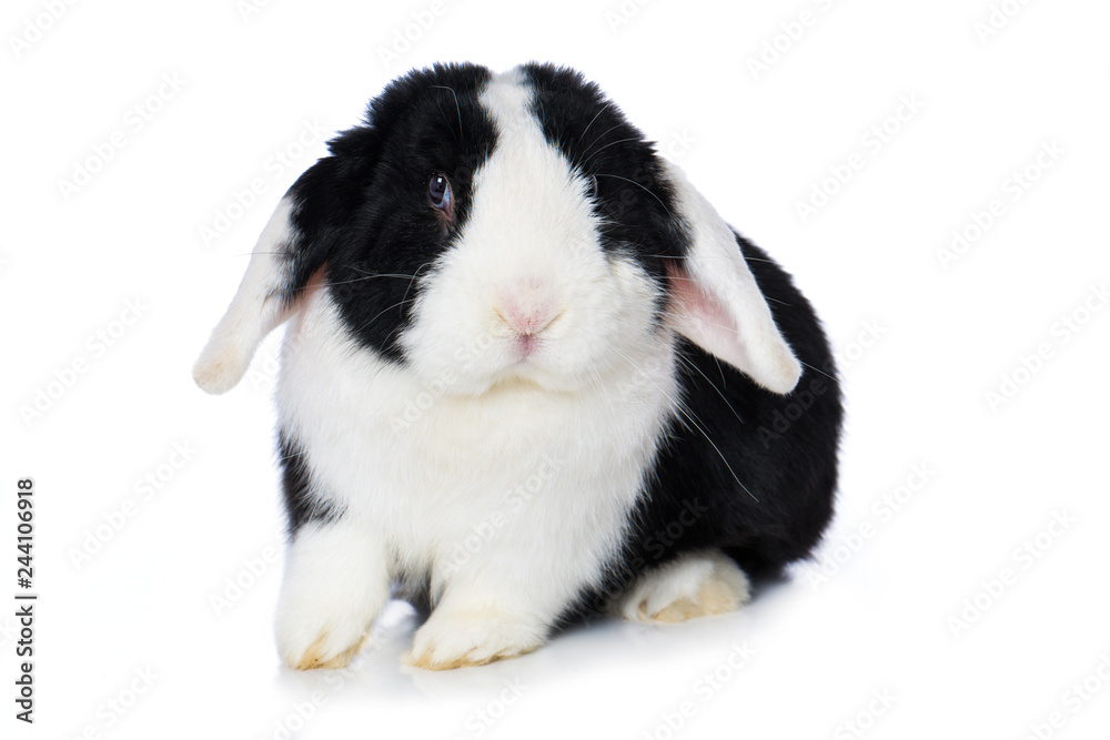 Cute black and white rabbit isolated on white background Cute black and white rabbit isolated on white background