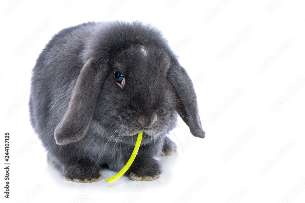 Fototapeta premium Rabbit eats a leaf