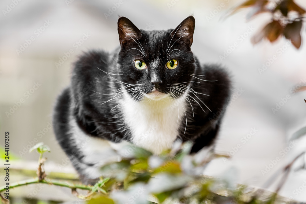 Domestic Shorthaire black and white cat sitting on a fence looking into the camera Domestic Shorthaire black and white cat sitting on a fence looking into the camera