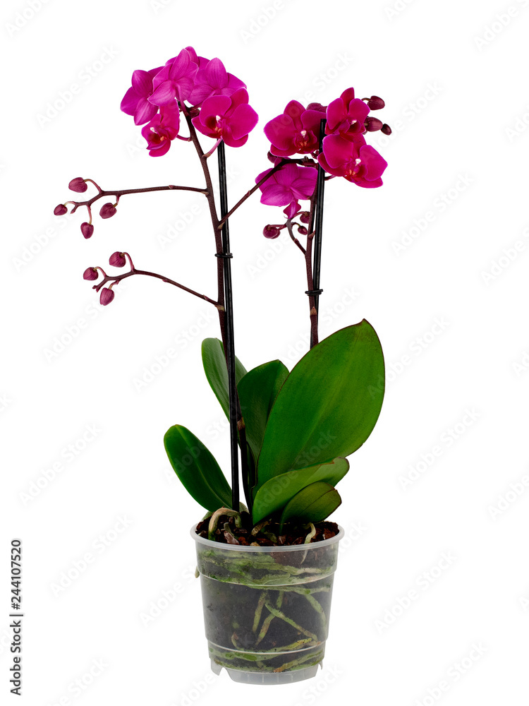 purple orchid in pot isolated on white background