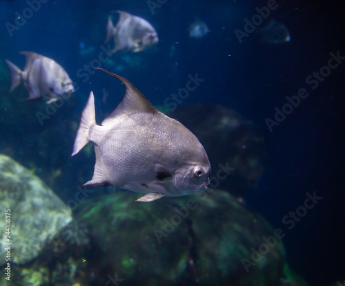 Ocean fish swimming underwater
