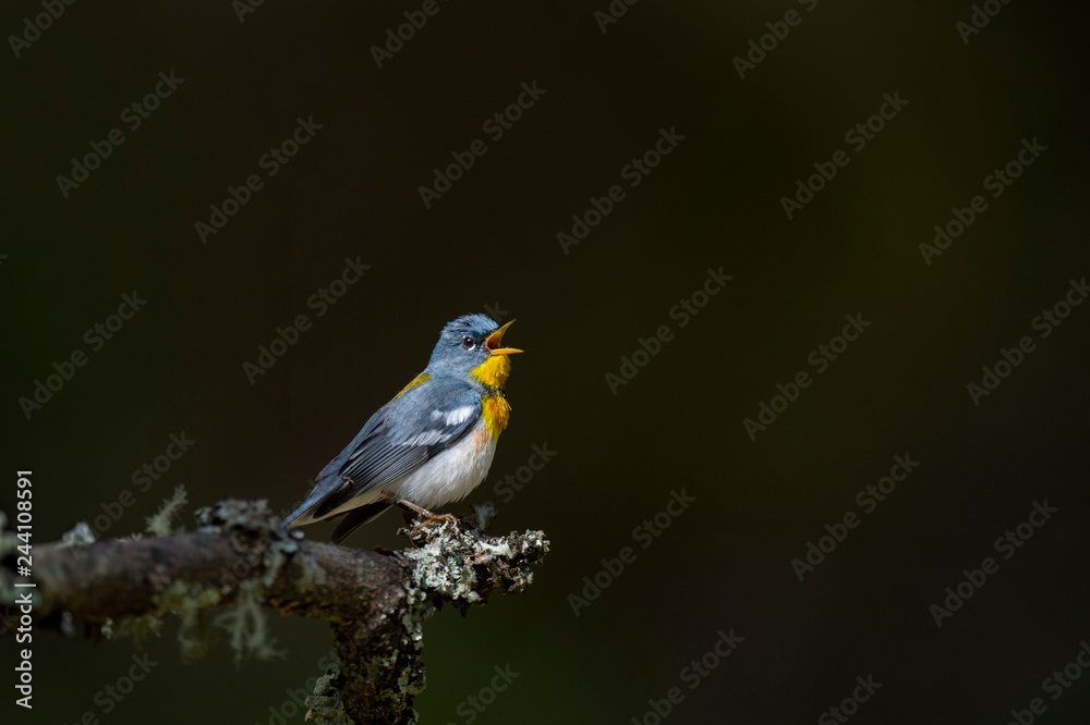 Fototapeta premium Spotlight Singing Northern Parula
