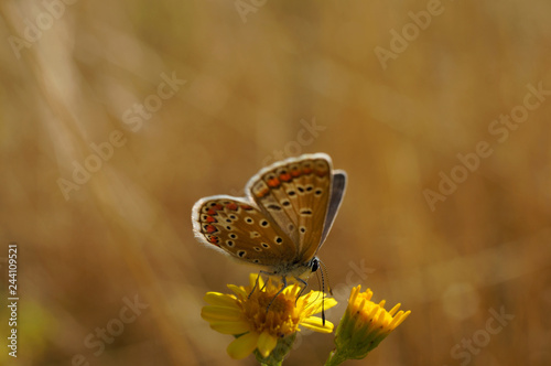 Schmetterling Deutschlands - Himmelblauer Bläuling photo