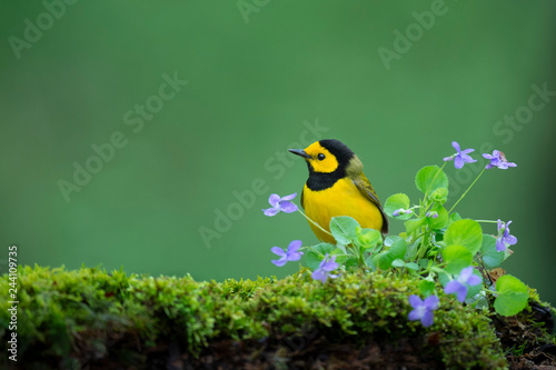 Hooded Warbler with Flowers